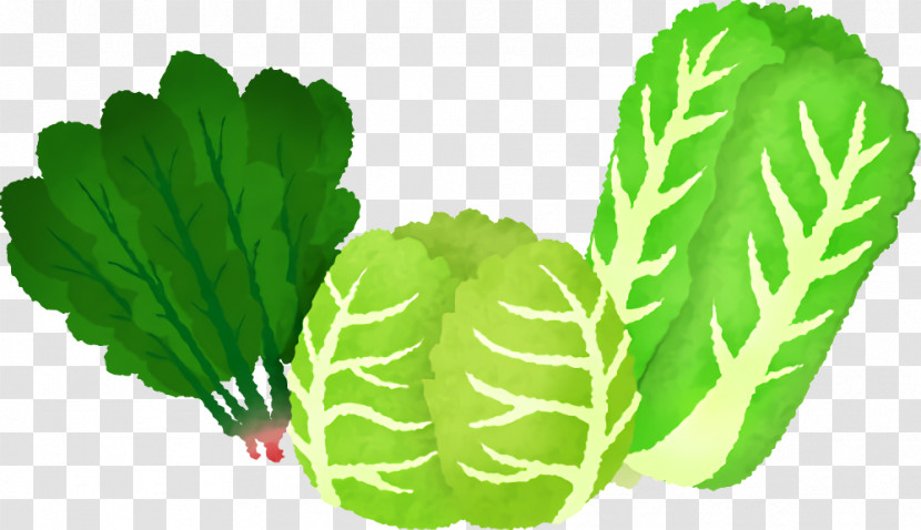 Spring Greens Collard Cabbage Leaf Herb Transparent PNG