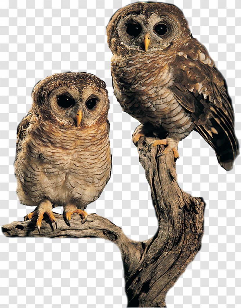 Owl Bird Clip Art - Of Prey Transparent PNG