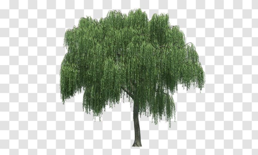 Weeping Willow Tree Rendering - Plume Transparent PNG