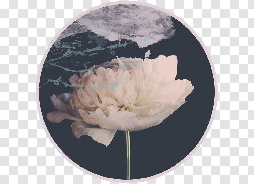 Digital Photography Peony Data - Flowering Plant - Sherlock Gnomes Transparent PNG