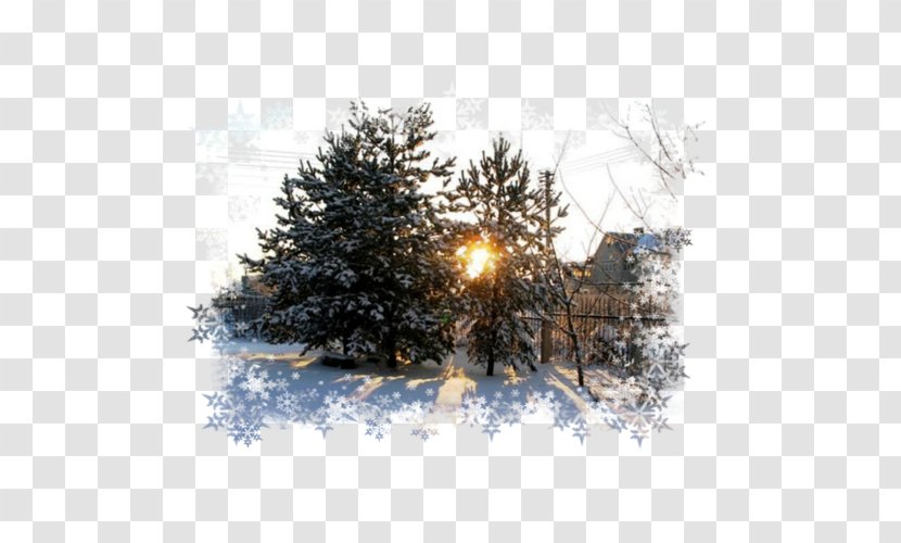 Fir Christmas Tree Ornament Spruce Day - Snow Transparent PNG