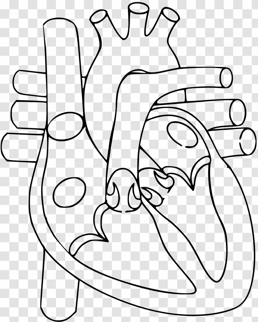 Heart Anatomy Diagram Circulatory System Human Body - Cartoon Transparent PNG