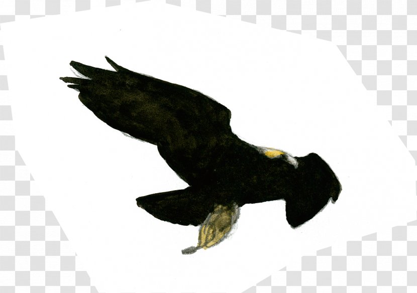 Bald Eagle Golden Buzzard Image - Drawing Transparent PNG