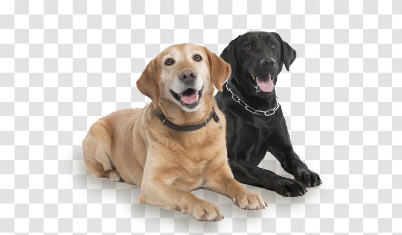 Labrador Retriever Dog Breed Companion Yardley Animal Kennels Inc Pet - Grooming Transparent PNG