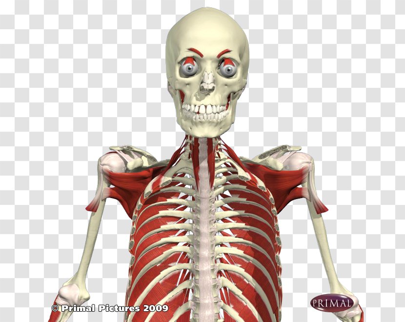 Primal Pictures Anatomy Library Muscle Bone - Flower - Upper Body Transparent PNG