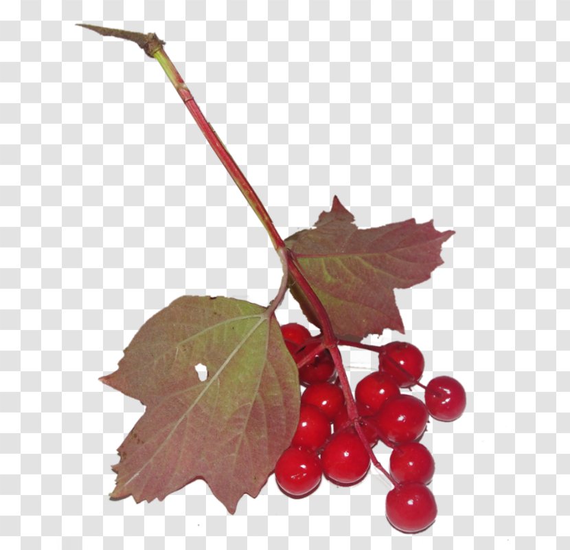 Cherry Blossom Fruit Cerasus - Leaf - A Transparent PNG