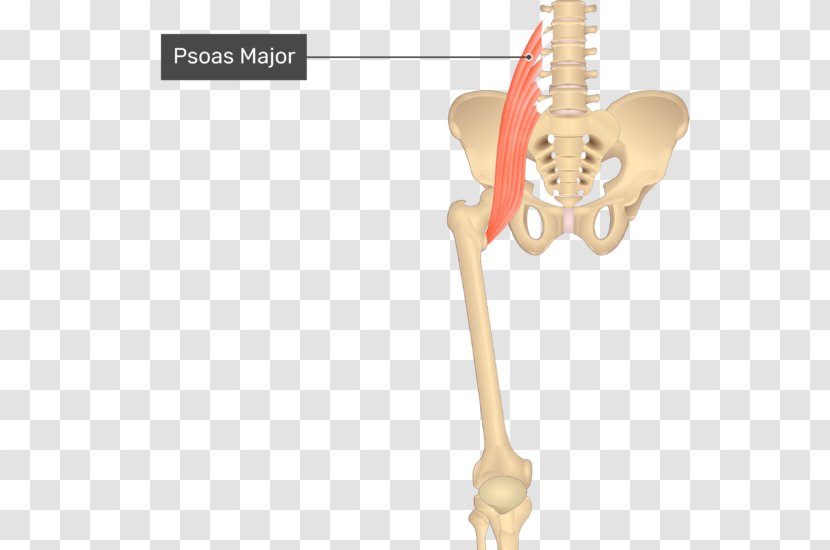 Adductor Longus Muscle Brevis Muscles Of The Hip Magnus Pectineus - Silhouette - Iliopsoas Transparent PNG