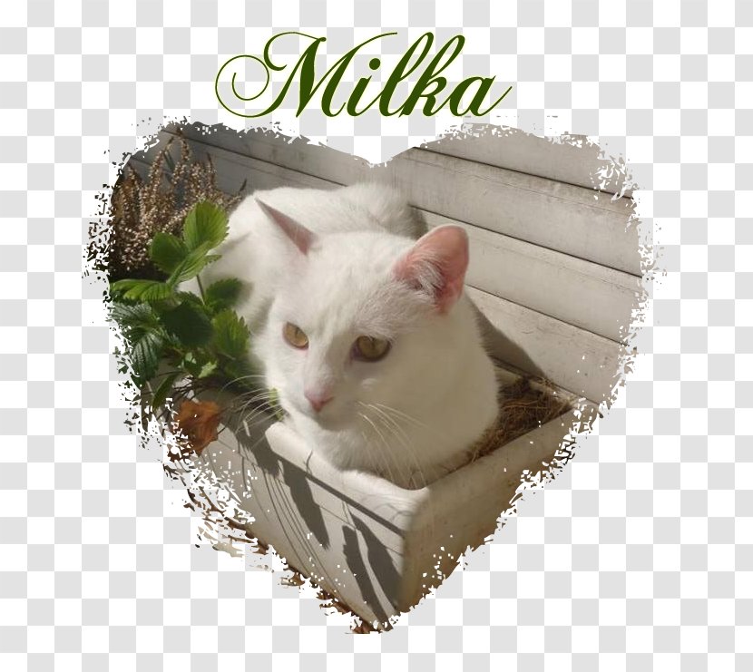 Whiskers Turkish Van Kitten Domestic Short-haired Cat Turkey - Vhf Omnidirectional Range Transparent PNG