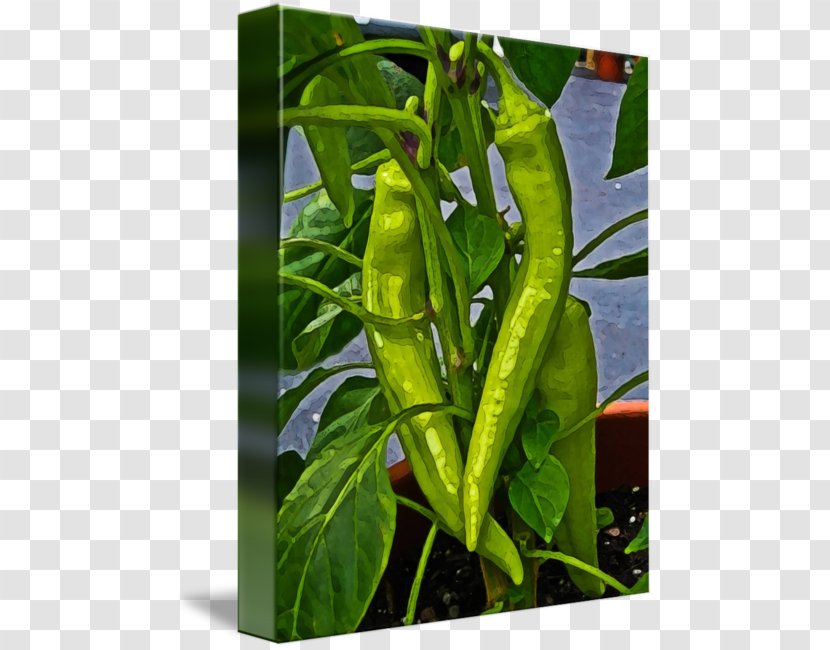 Bird's Eye Chili Serrano Pepper Pasilla Cayenne - Plant - Banana Transparent PNG