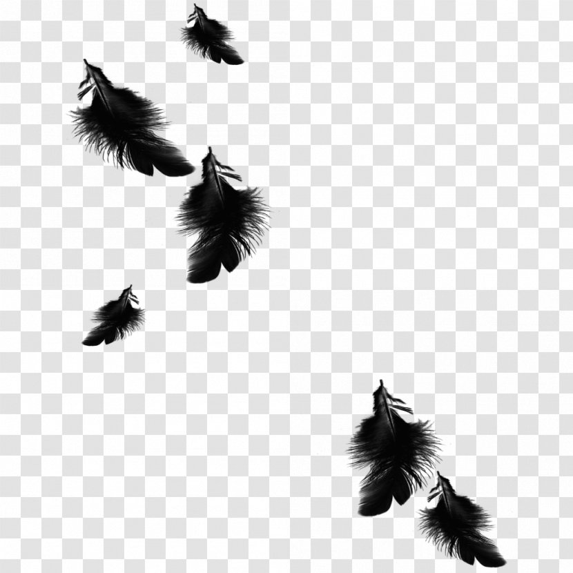 Feather Image Bird Black - Leaf Transparent PNG