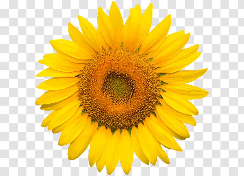 Common Sunflower Desktop Wallpaper Clip Art - Pollen - Leaf Transparent PNG