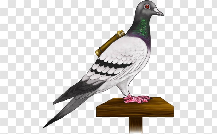 Homing Pigeon English Carrier Columbidae Bird Fantail - Breed Transparent PNG