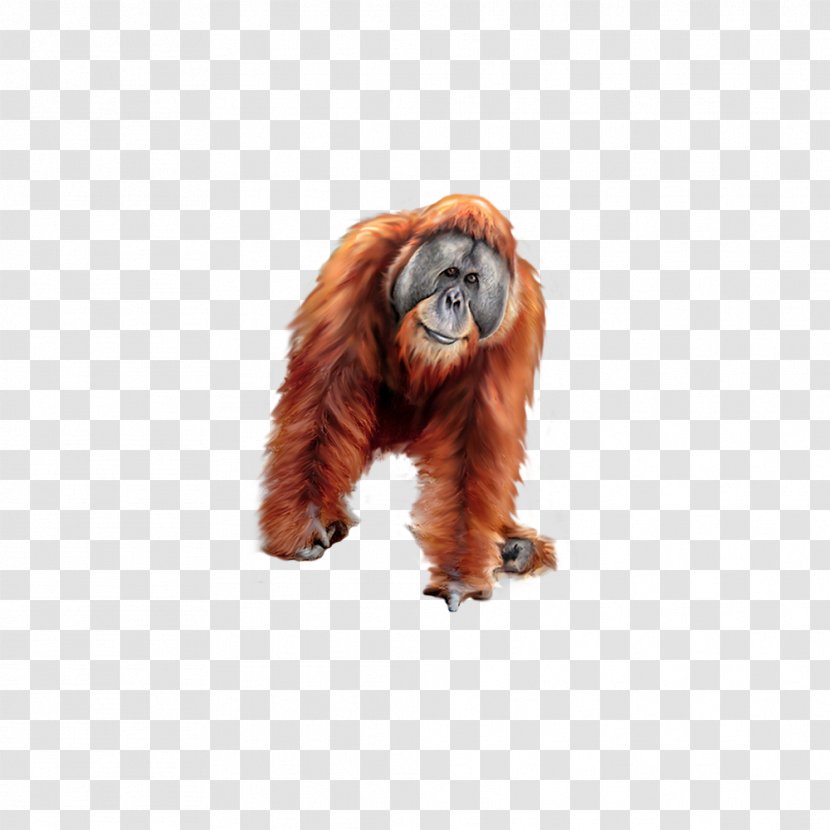 Orangutan Gorilla Tiger Baboons Transparent PNG