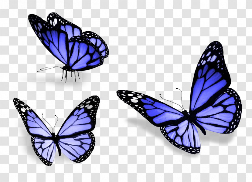 Butterfly Stock Photography Royalty-free Wallpaper - Shutterstock - Three Transparent PNG