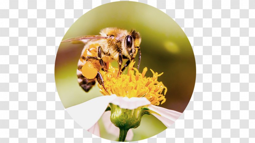 Honey Bee Pollen Pest - Membrane Winged Insect Transparent PNG