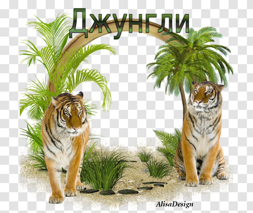 Image Sheena, Queen Of The Jungle Picture Frames - Tiger Transparent PNG