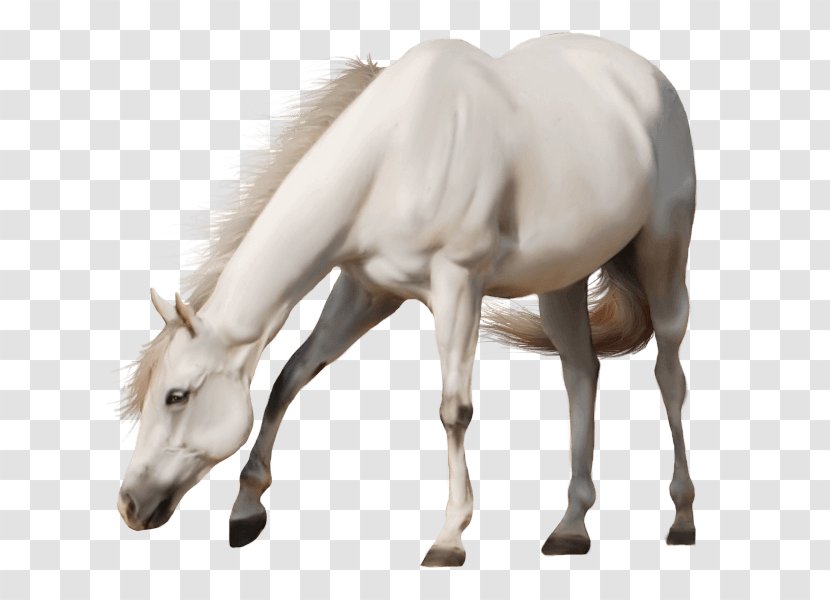 Mare American Paint Horse Stallion Clip Art - Pony - Equestrian Transparent PNG
