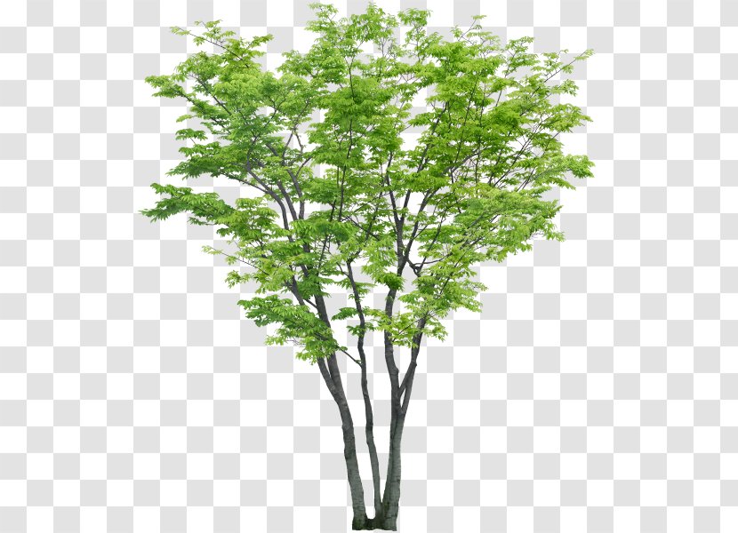 Tree Shrub - Branch Transparent PNG
