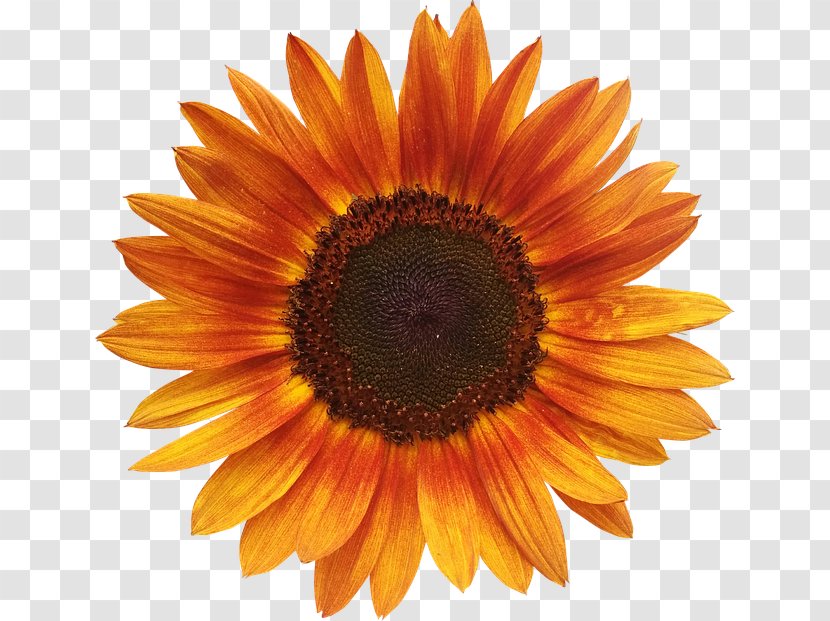 Common Sunflower Orange Seed - Flowering Plant - Red Transparent PNG