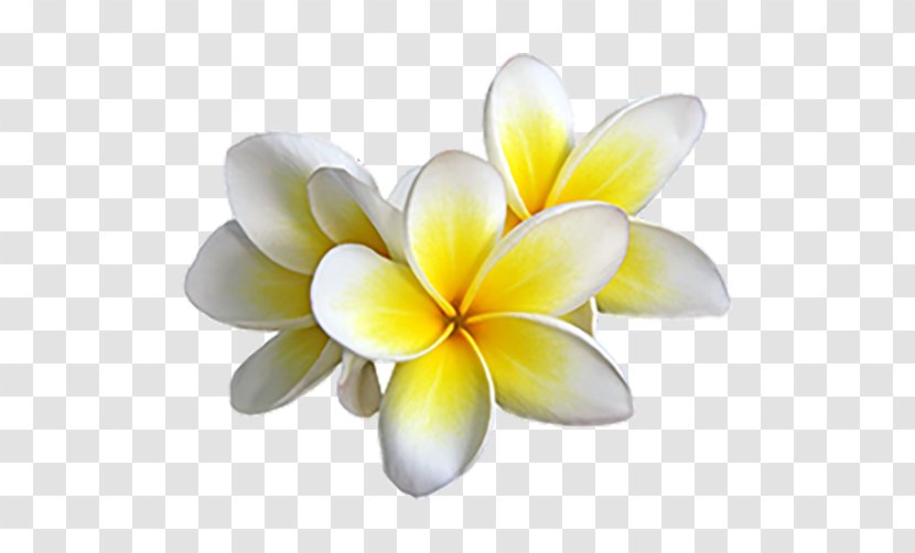 Tahiti Gardenia Taitensis Monoi Oil Flower - Egg Flowers Transparent PNG