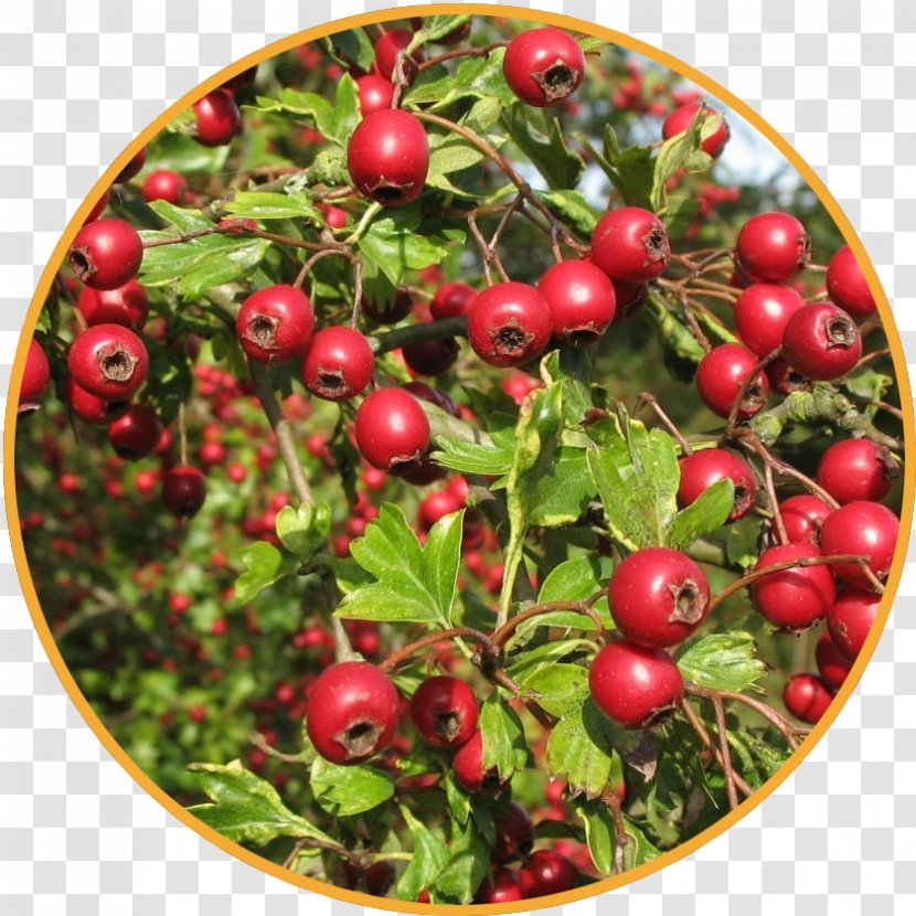 Rennet Herb Ayurveda Health Adaptogen - Huckleberry - Rhodiola Transparent PNG
