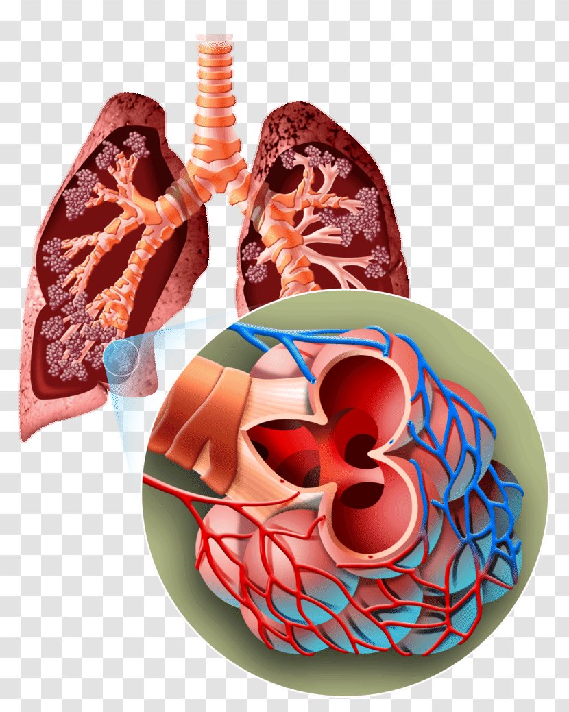Organism Breathing Lung Human Body Biology - Lungs Transparent PNG