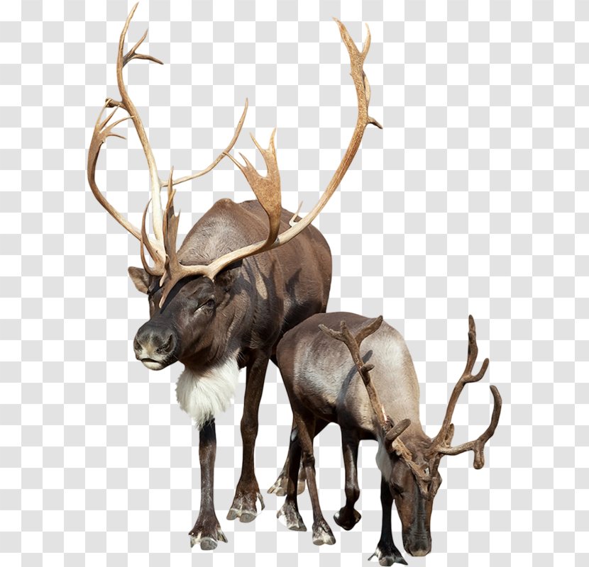 Reindeer Stock Photography Clip Art - Caribou Transparent PNG