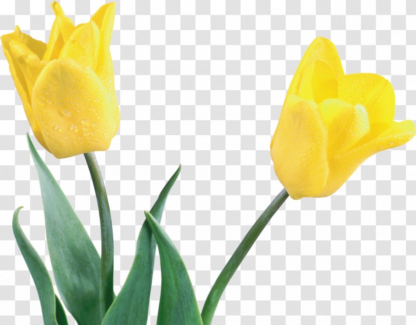 Netherlands Tulip Cut Flowers Floral Emblem Transparent PNG