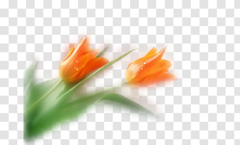 Flower Bouquet Petal Quotation - Bookmark Transparent PNG