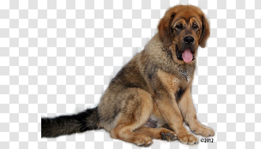 Dog Breed Leonberger Tibetan Mastiff English Spaniel - Snout - American Kennel Club Transparent PNG