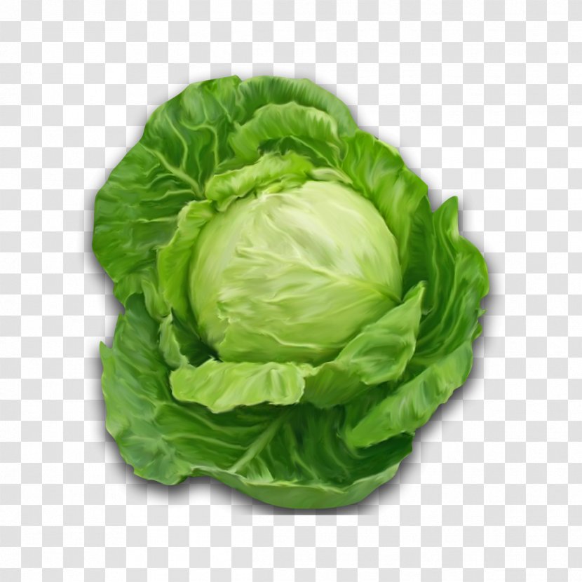 Cabbage Leaf Vegetable Iceburg Lettuce - Plant Transparent PNG