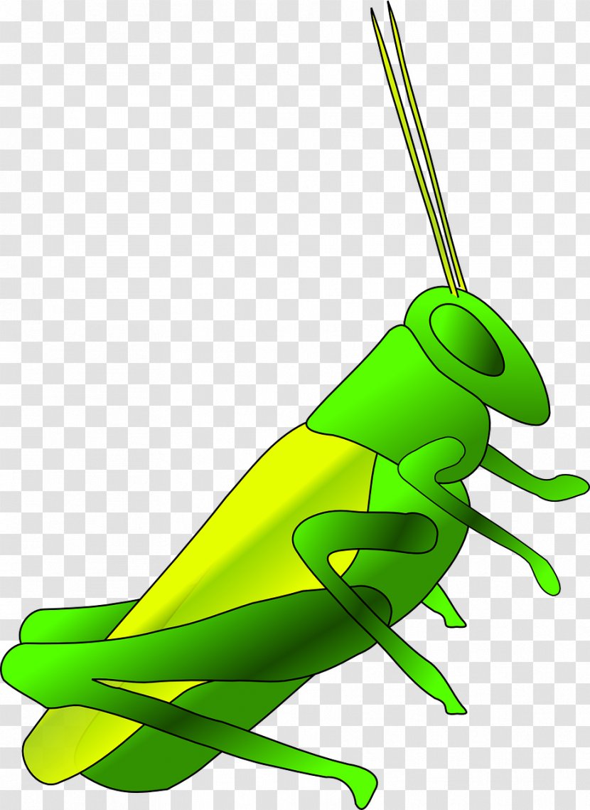 Jiminy Cricket Insect Clip Art - Organism - Green Grasshopper Transparent PNG