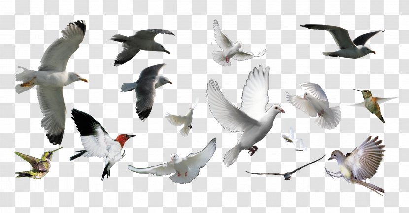 Bird - Photography - Pigeons Collection Transparent PNG