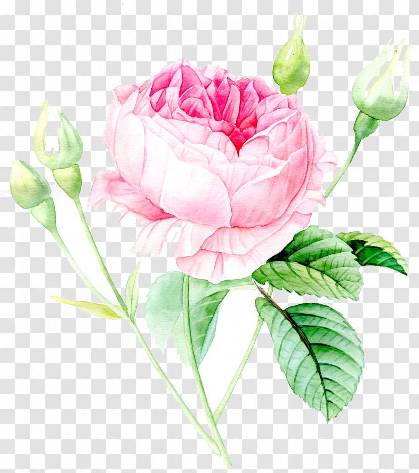 Garden Roses Watercolor Painting Watercolour Flowers Drawing - Flower Bouquet - Dahlia Transparent PNG