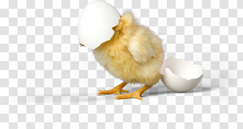 Chicken Duck Eggshell Bird - Animal - Cockatiel Transparent PNG
