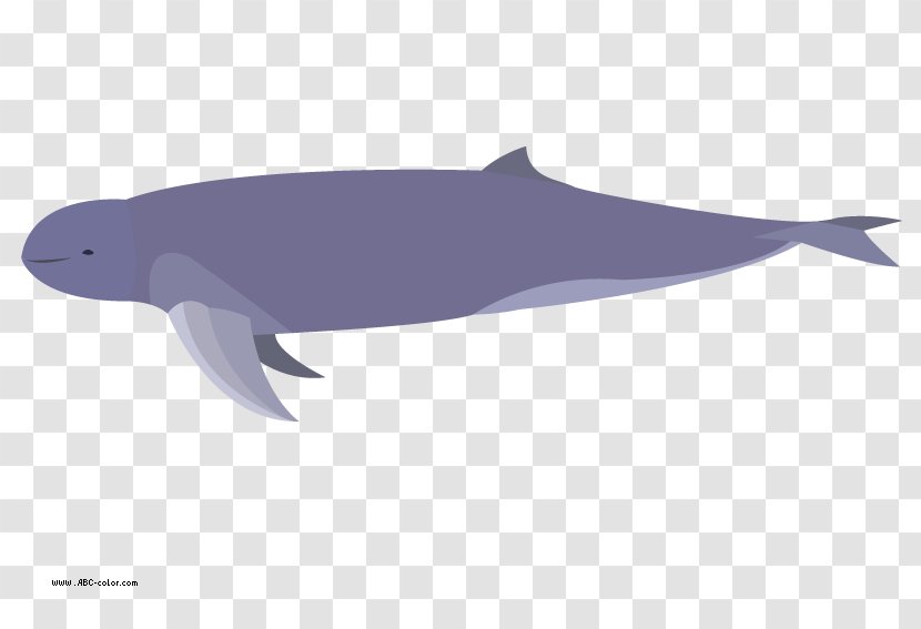 Common Bottlenose Dolphin Tucuxi Rough-toothed Porpoise White-beaked - White Beaked Transparent PNG