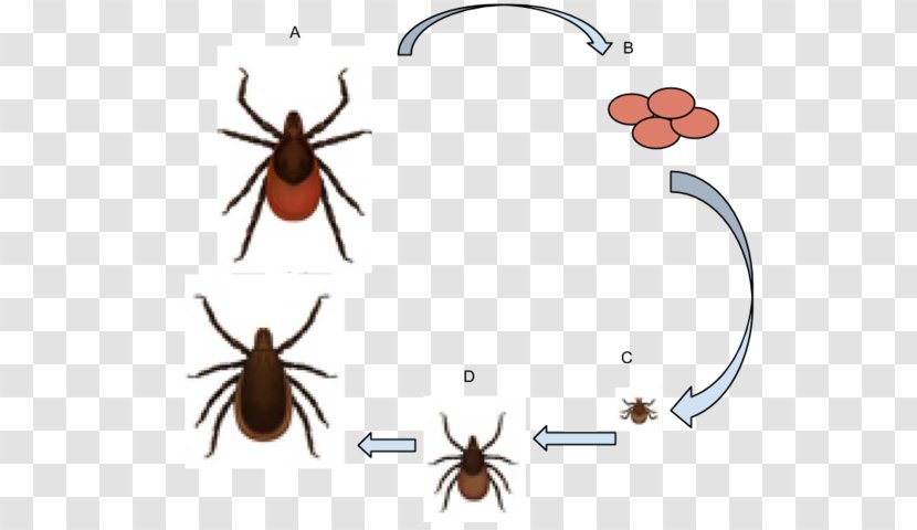 Deer Tick American Dog Lyme Disease Ixodes Ricinus - Parasite - Life Cycle Transparent PNG