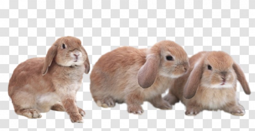 Domestic Rabbit Hare Transparent Bunnies Fur - Art Transparent PNG