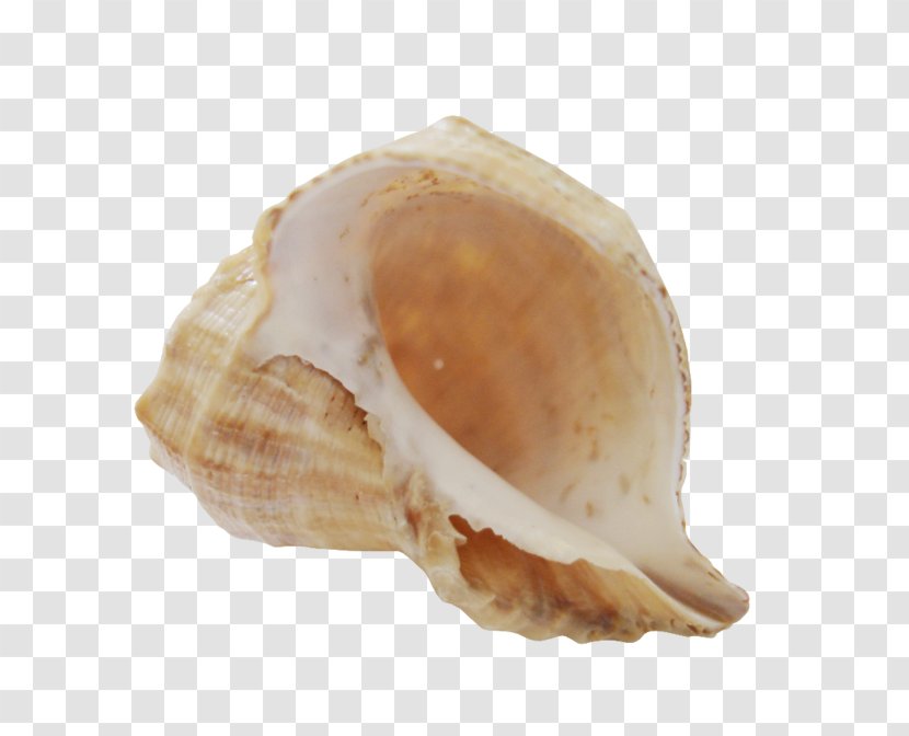 Blog Animaatio Clip Art - Clams Oysters Mussels And Scallops - Veneroida Transparent PNG