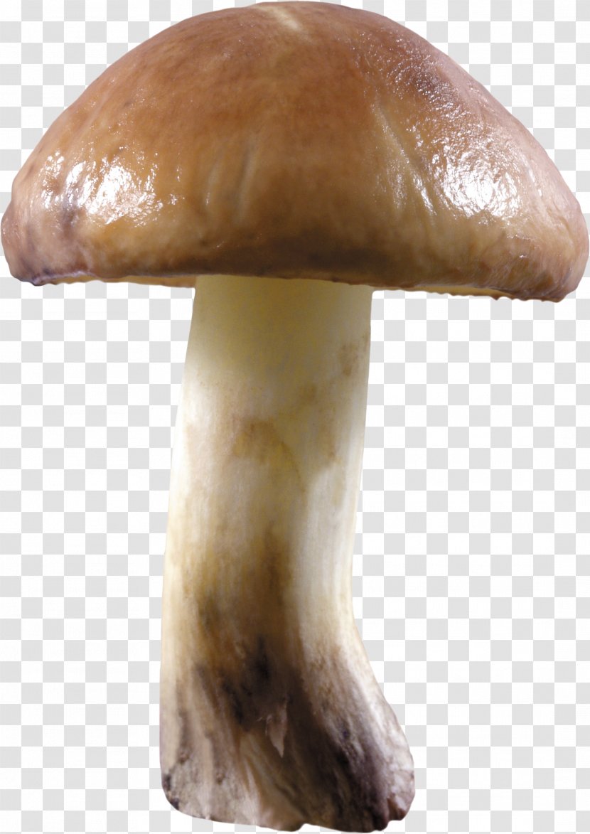 Mushroom Pleurotus Eryngii - Penny Bun - Image Transparent PNG