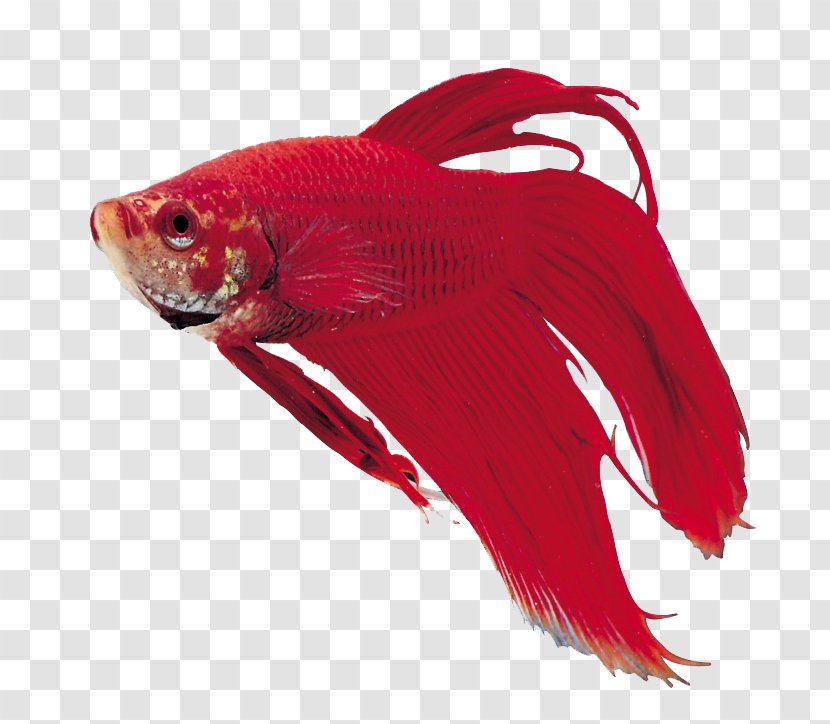 Ornamental Fish Aquarium - Megabyte - Red Material Transparent PNG