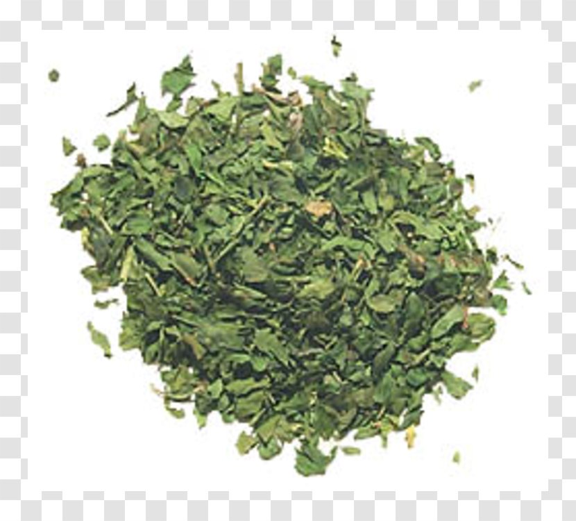 Matcha Green Tea Gyokuro Biluochun - Dill Transparent PNG