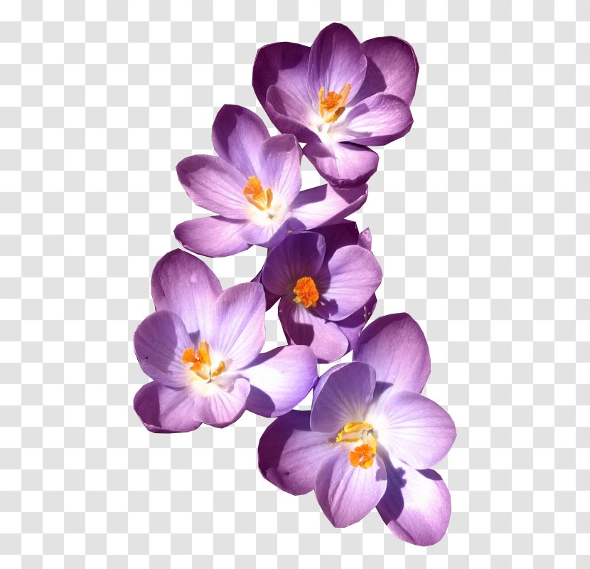 Clip Art - Petal - Purple Lilac Transparent PNG