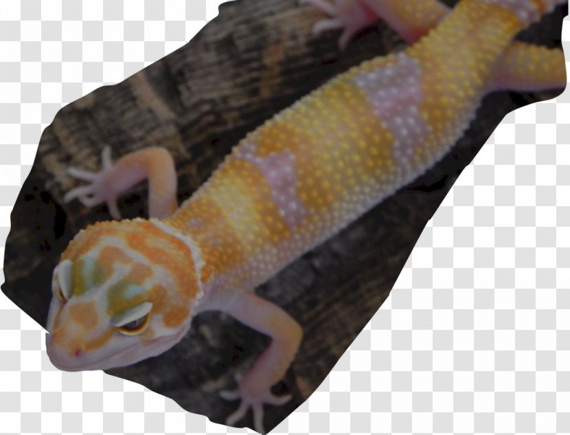 Gecko - Cartoon - Albino Transparent PNG