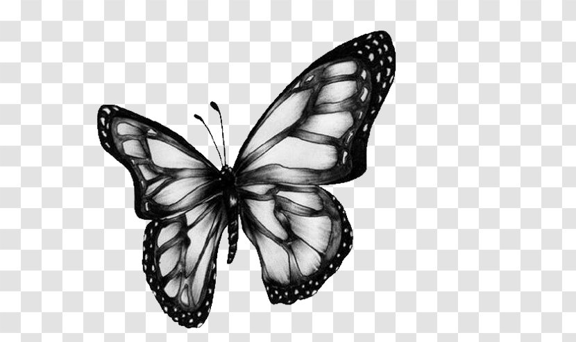 Butterfly Art Drawing Clip - Wing Transparent PNG