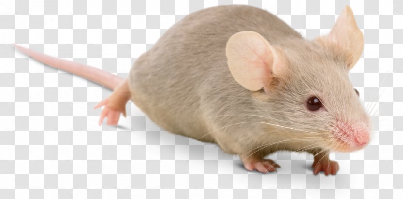 Fancy Mouse Rodent Ragdoll Brown Rat Transparent PNG