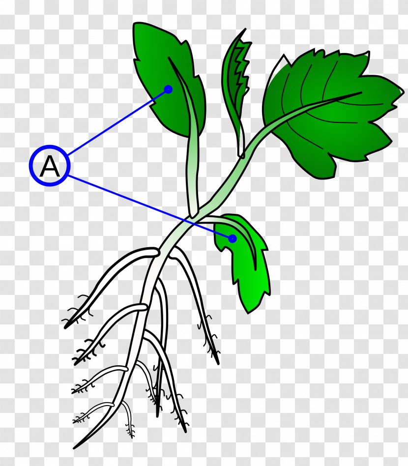 Dicotyledon Branch Plant Stem Monocotyledon Transparent PNG