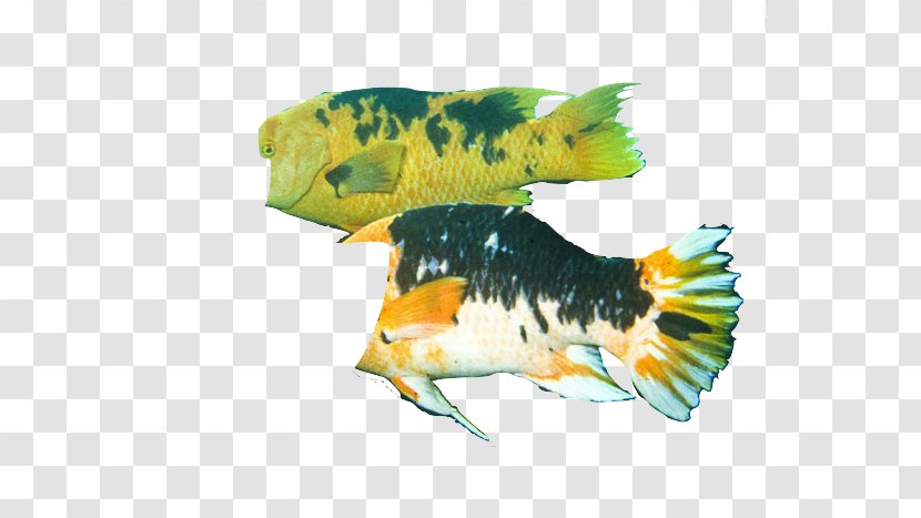 Fish - Fauna Transparent PNG