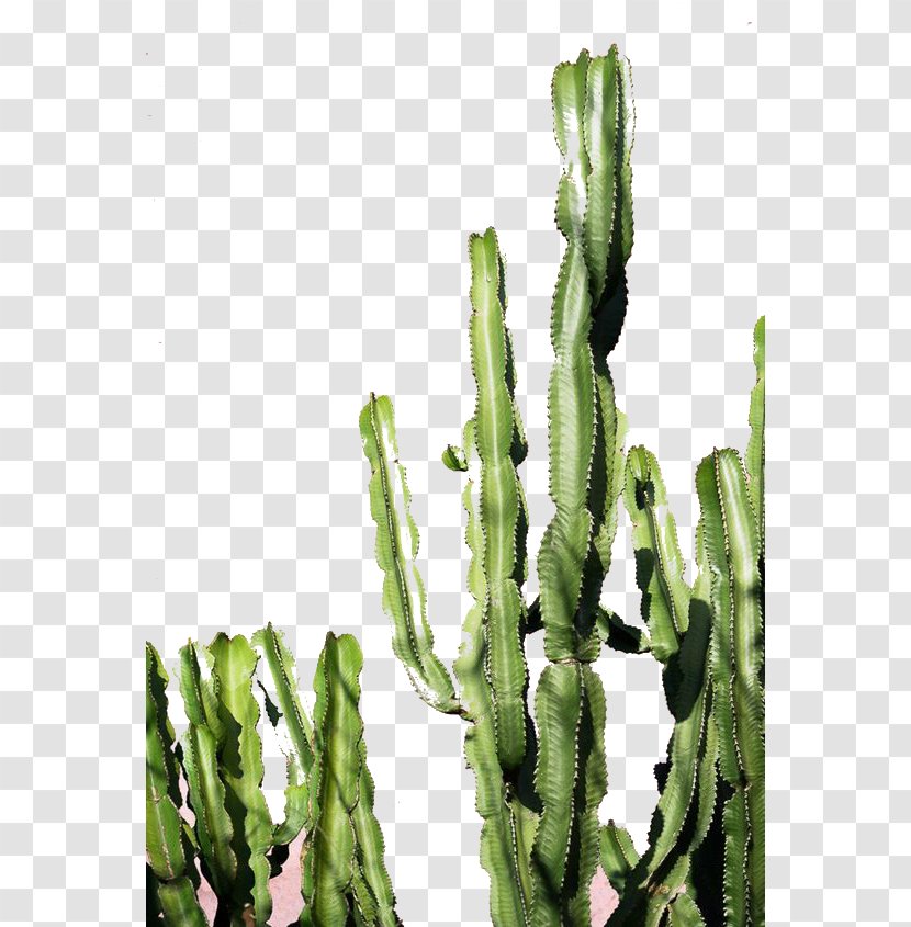 Exotic Cacti Cactaceae Color Green Succulent Plant - Architecture - Fairy Hill Transparent PNG