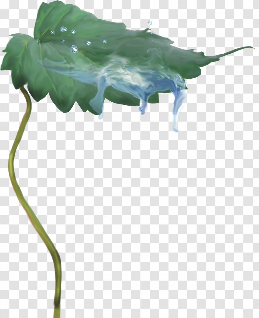 Leaf - Drop - Droplets Transparent PNG